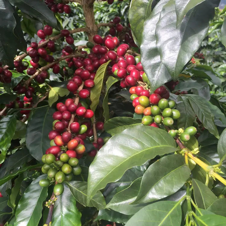Coffee Of The Month - Los Naranjos