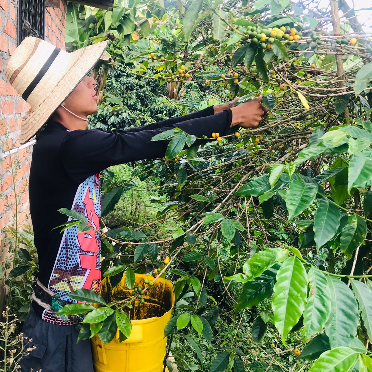 Coffee Of The Month - Los Naranjos