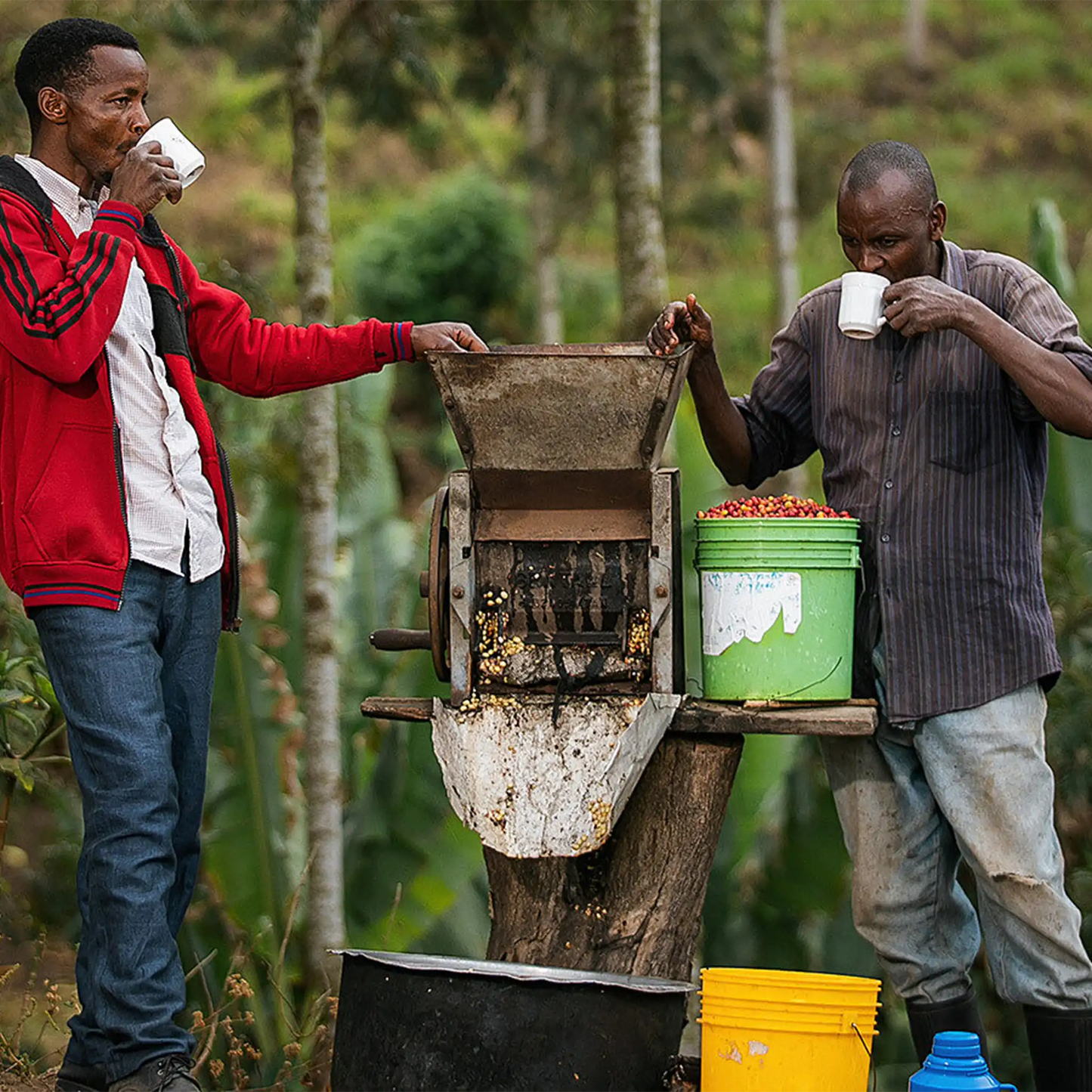Coffee Of The Month - Iyenga