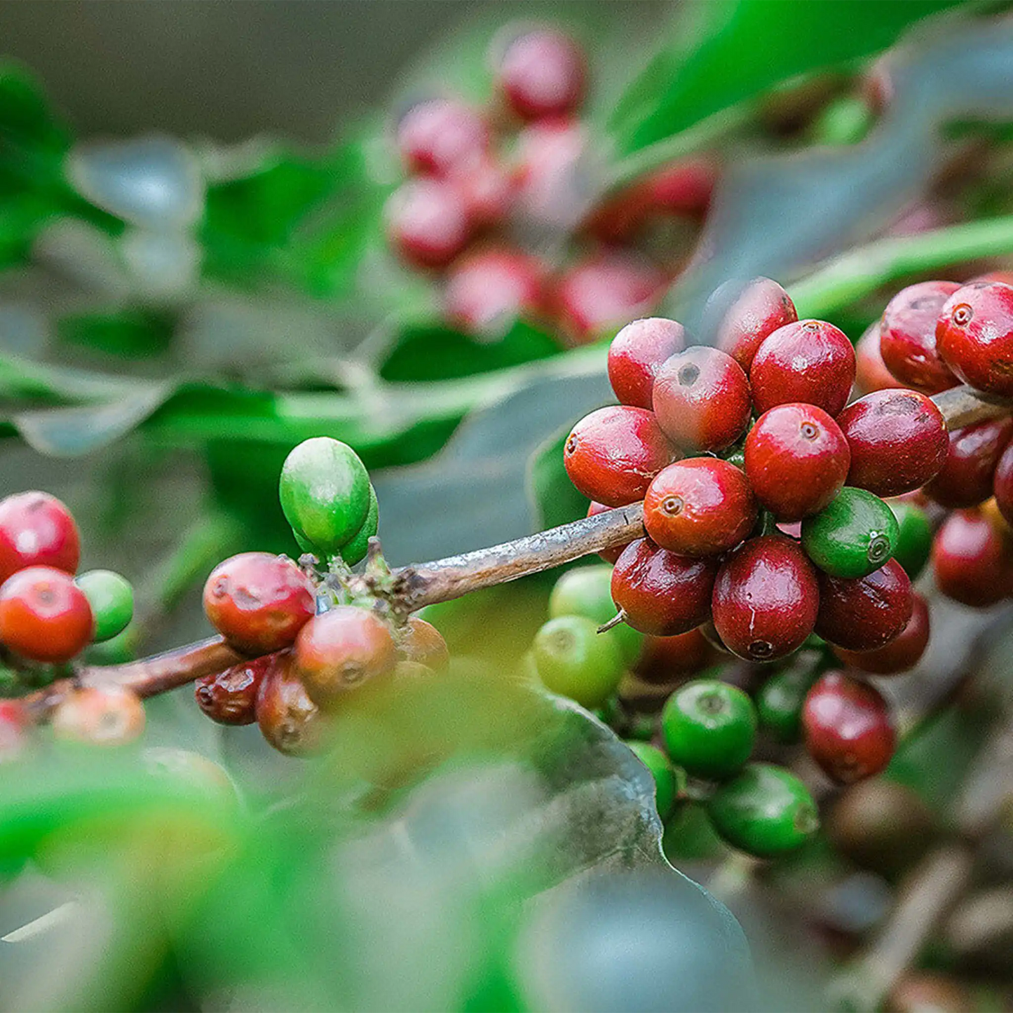 Coffee Of The Month - Iyenga