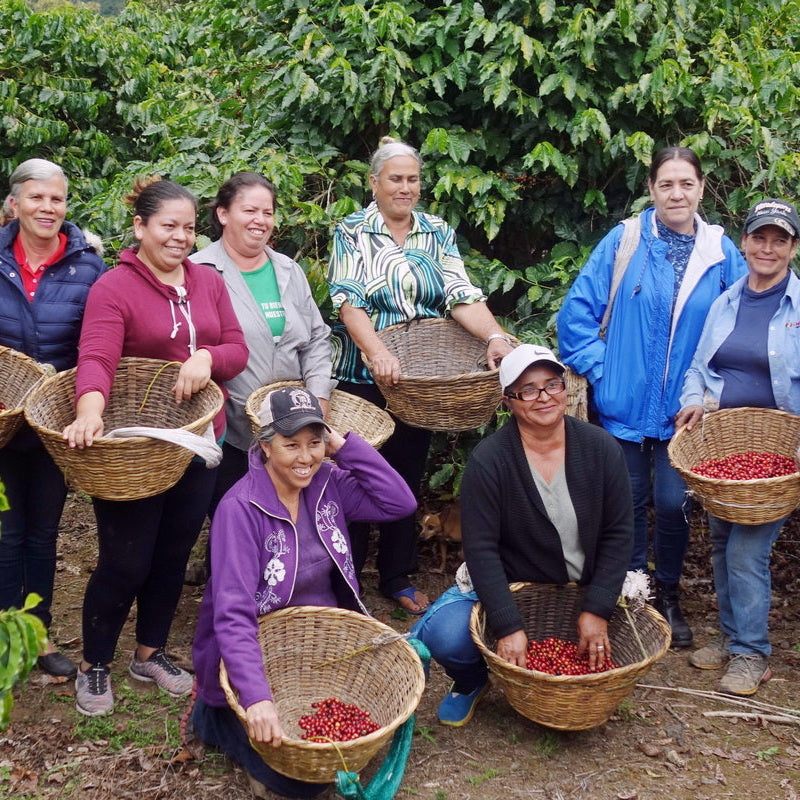 Group of people in a coffee plantation holding baskets of coffee berries.
