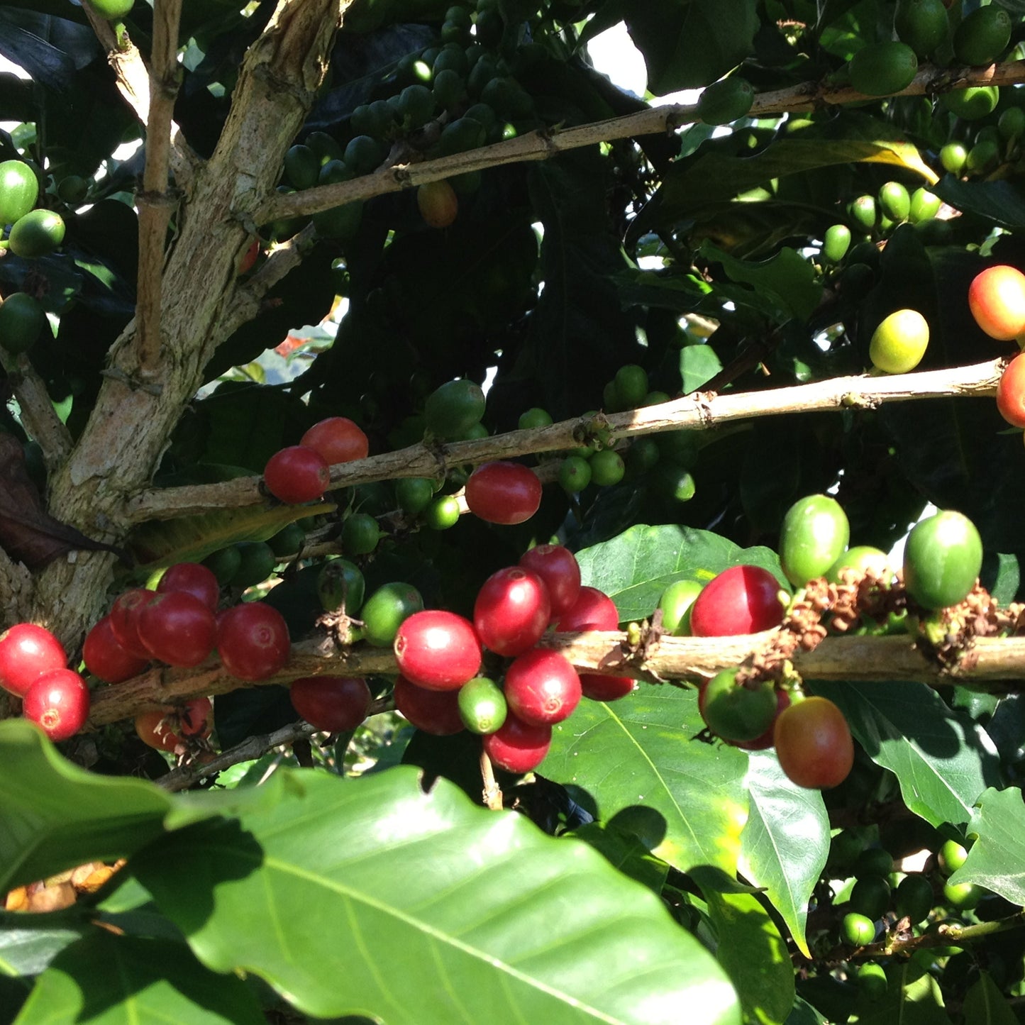Anthem Blend