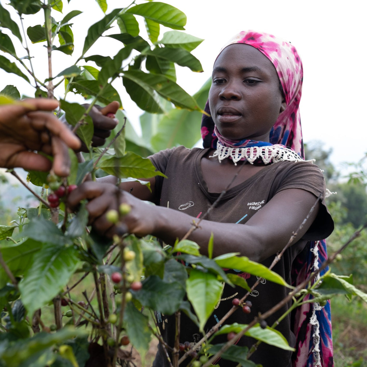 Woman picking coffee berries from a tree on a farm