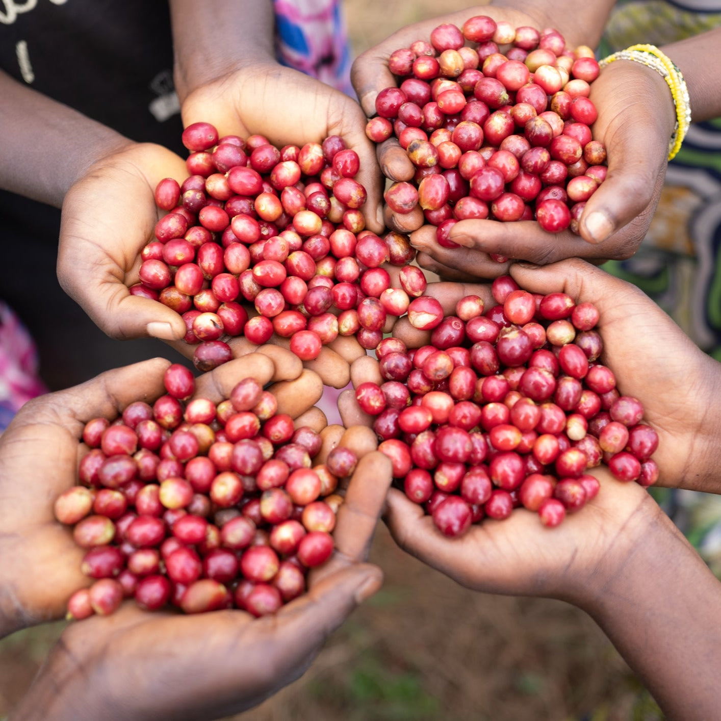 Hands holding red coffee berries in a rural setting