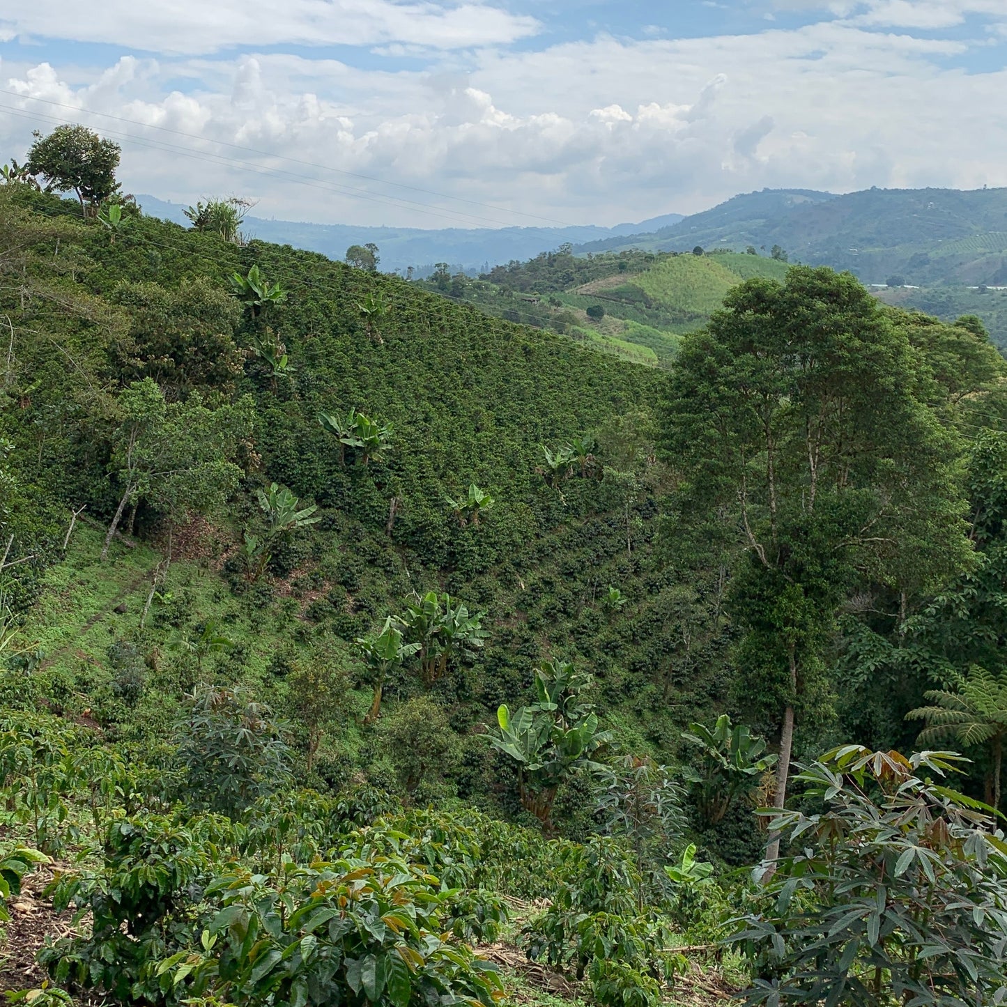 Coffee Of The Month - Los Naranjos