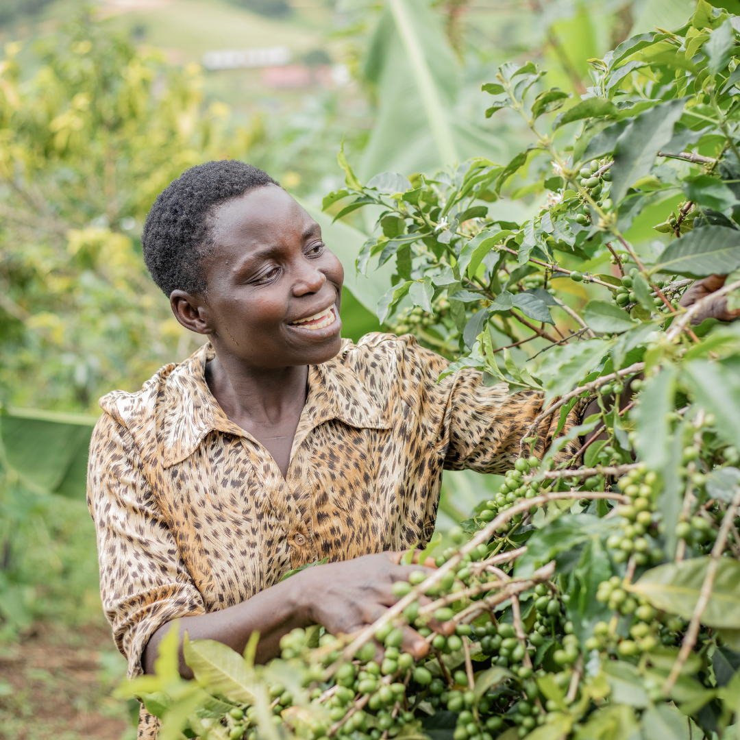 Coffee Of The Month - Bukonzo Dream