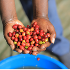 Coffee Of The Month - Bukonzo Dream