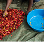 Coffee Of The Month - Bukonzo Dream