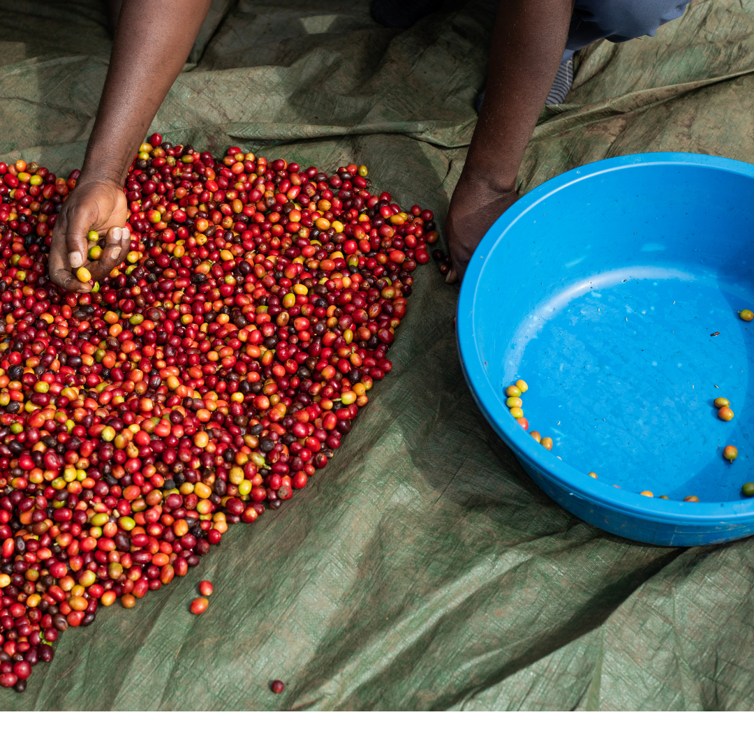 Coffee Of The Month - Bukonzo Dream