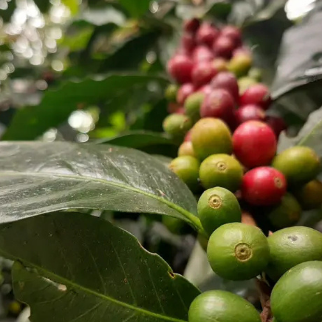 Acacia Blend