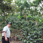 Acacia Blend