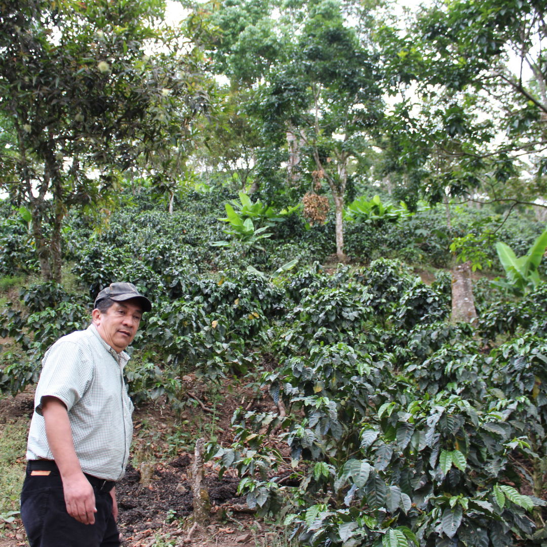 Acacia Blend