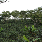 Acacia Blend