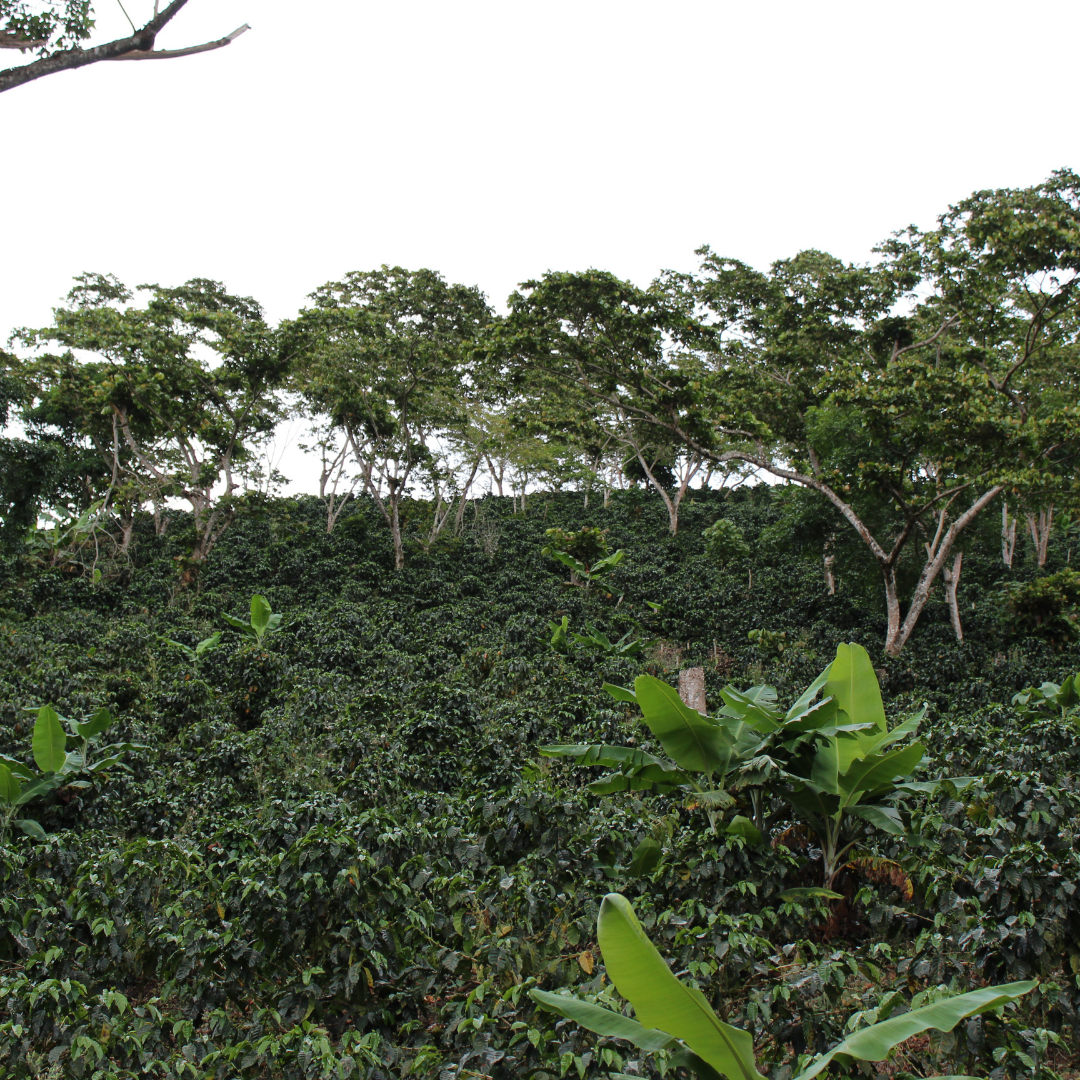 Acacia Blend