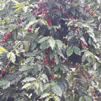 Acacia Blend