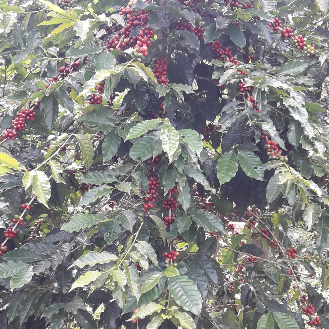 Acacia Blend