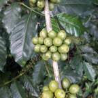 Acacia Blend