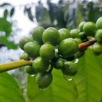 Coffee Of The Month - Key Lime Pie
