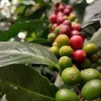 Coffee Of The Month - Key Lime Pie