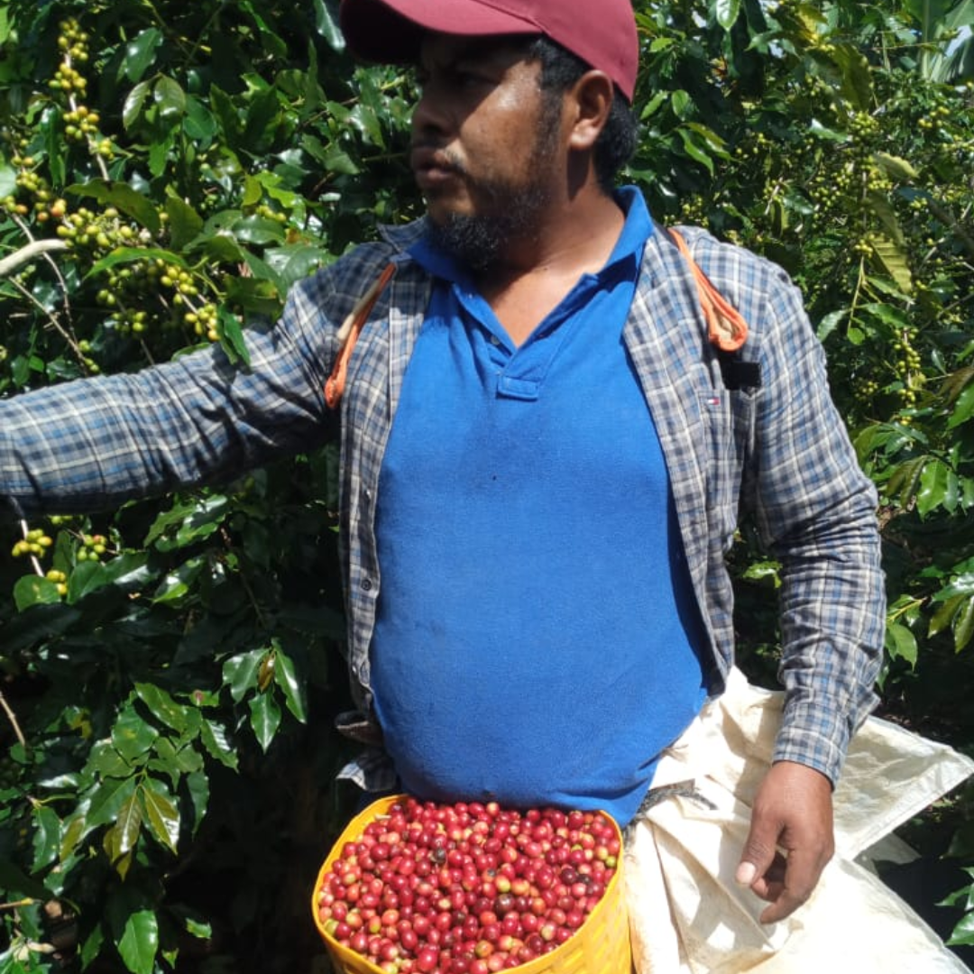 Coffee Of The Month - Colada
