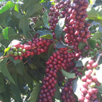 Coffee Of The Month - Colada
