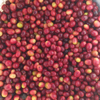 Coffee Of The Month - Colada