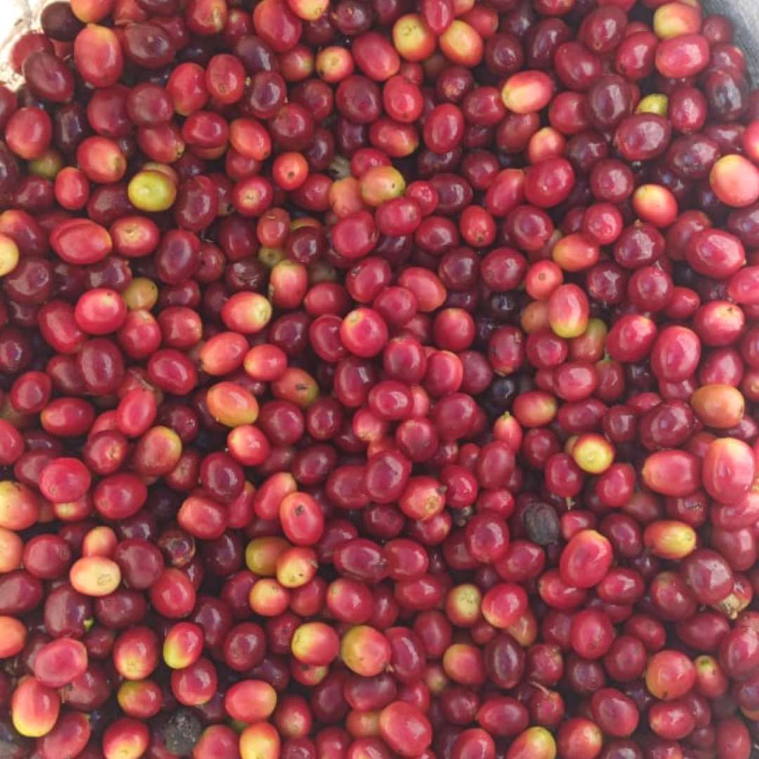 Coffee Of The Month - Colada