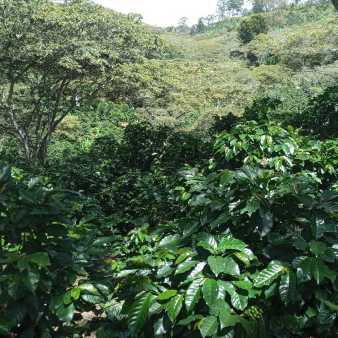 Coffee Of The Month - Colada