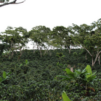Coffee Of The Month - Purple Rain