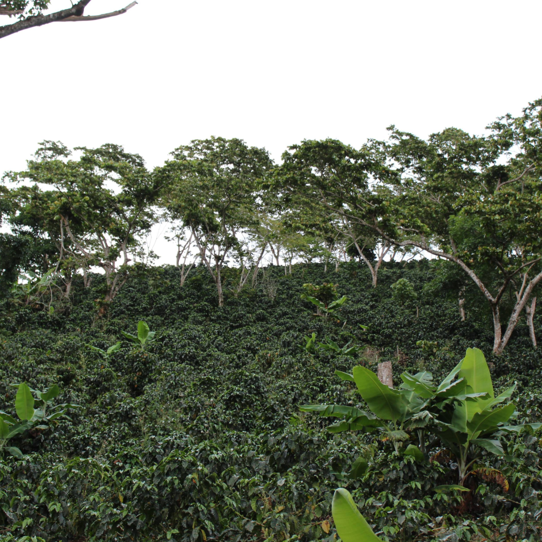 Coffee Of The Month - Purple Rain