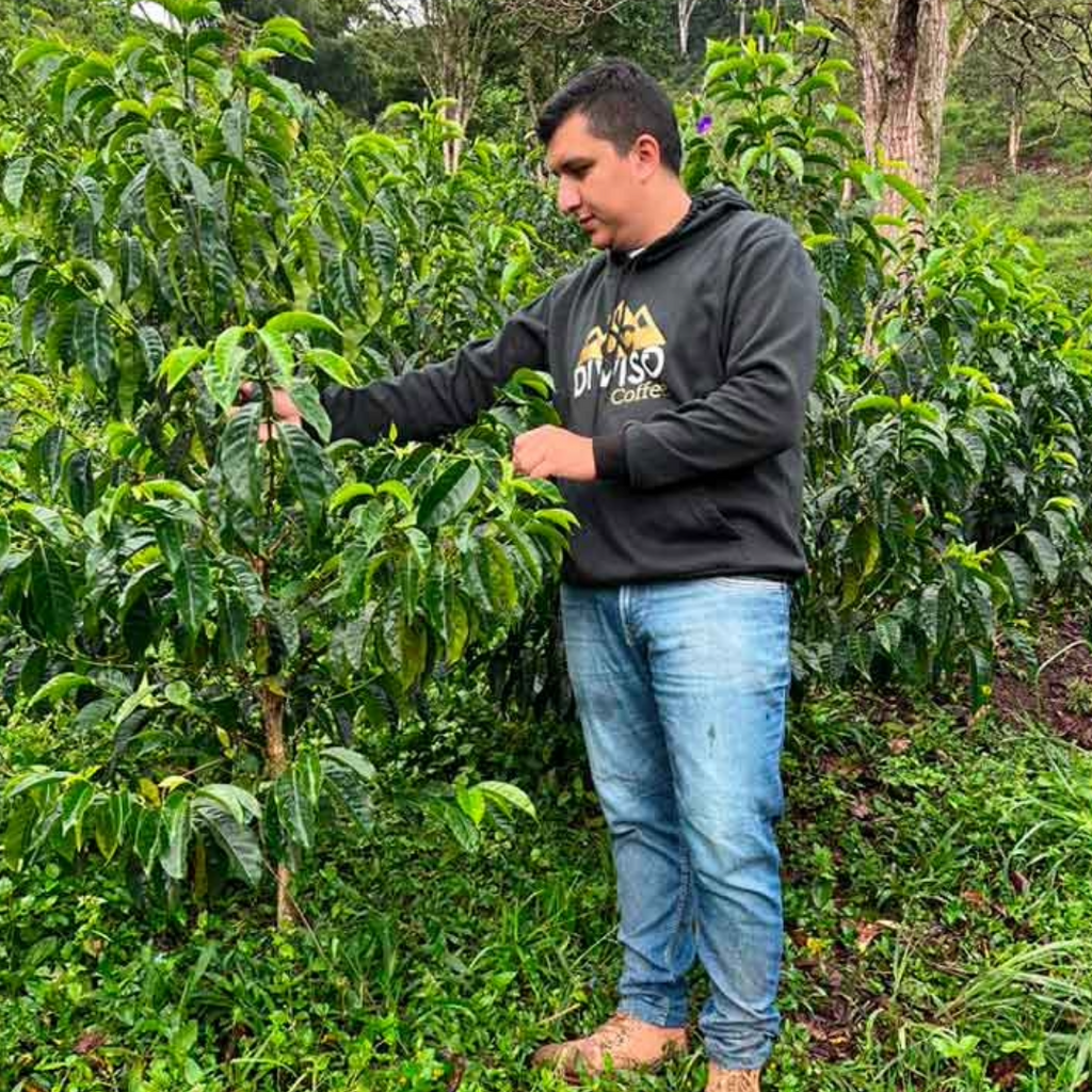 Coffee Of The Month - STRAWBERRY LACES