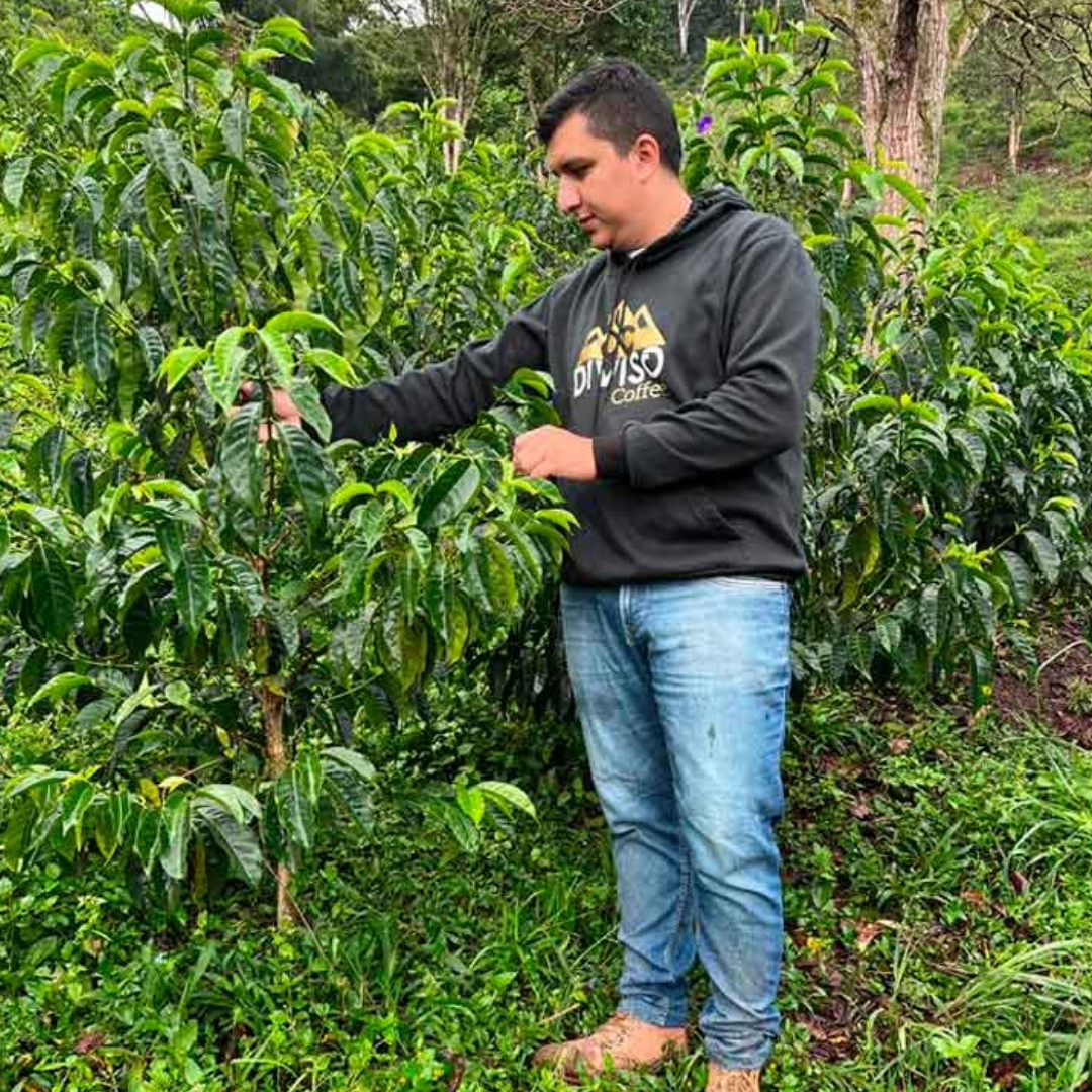 Coffee Of The Month - STRAWBERRY LACES
