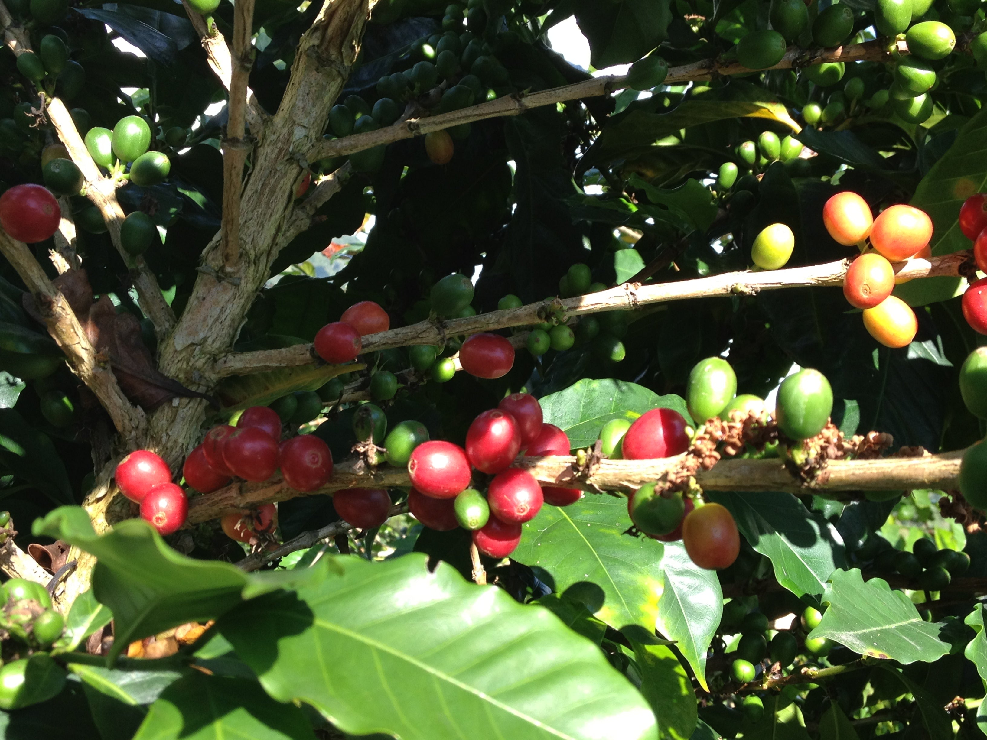 Anthem Blend