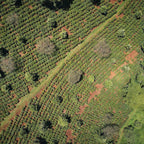 Aerial view of a coffee plantation with rows of coffee trees on a sloping landscape.