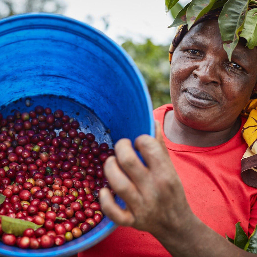 Woman holding a blue bucket filled with red coffee cherries.