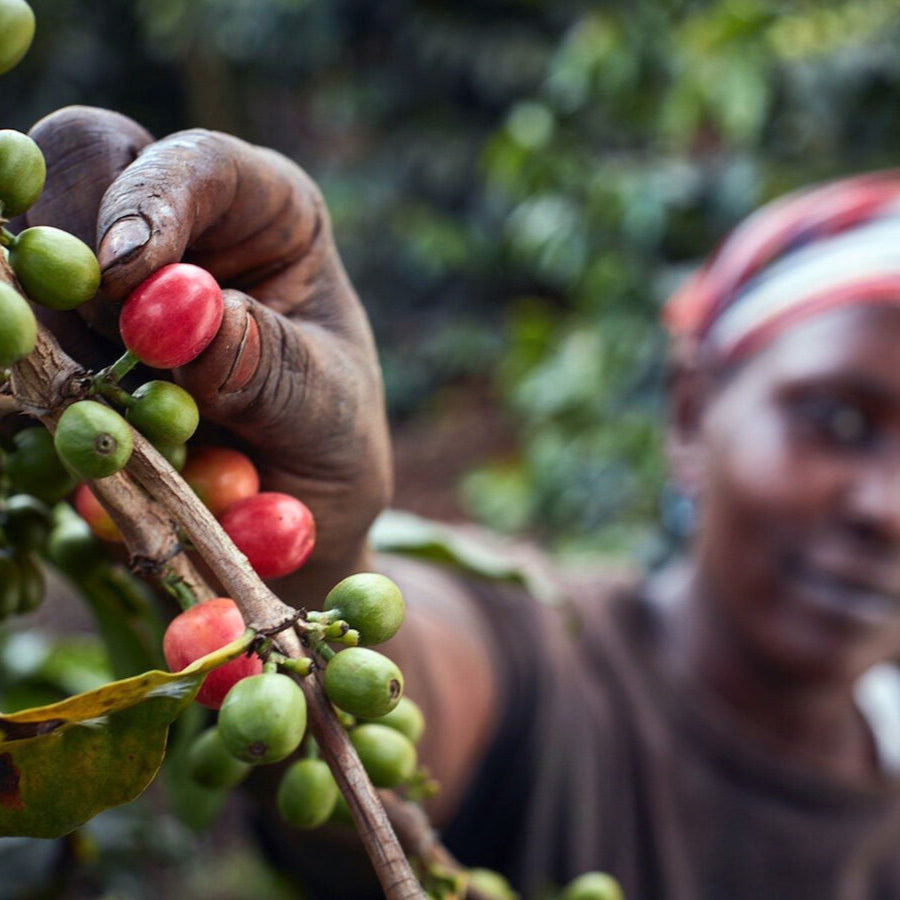 Person picking coffee berries from a branch with a blurred background