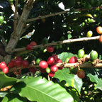 Anthem Blend