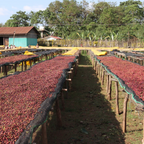 Christmas Blend - 10th Anniversary Edition