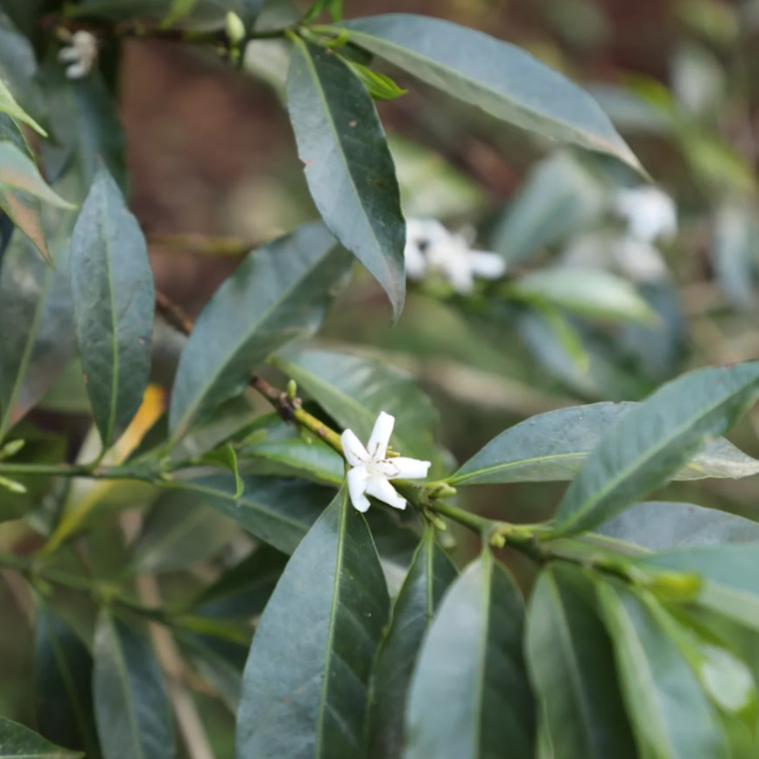 Christmas Blend - 10th Anniversary Edition