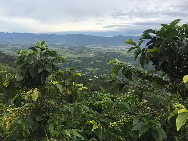 Decaf - La Serranía