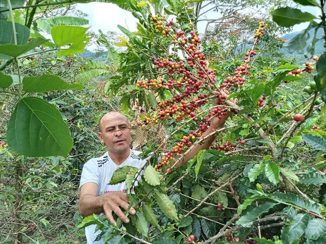 Decaf - La Serranía