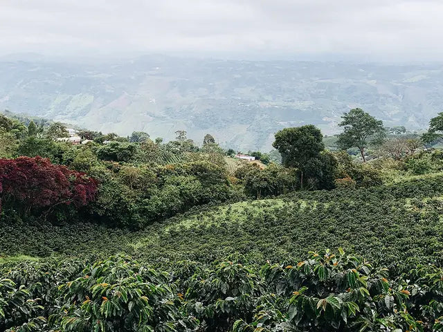 Decaf - La Serranía