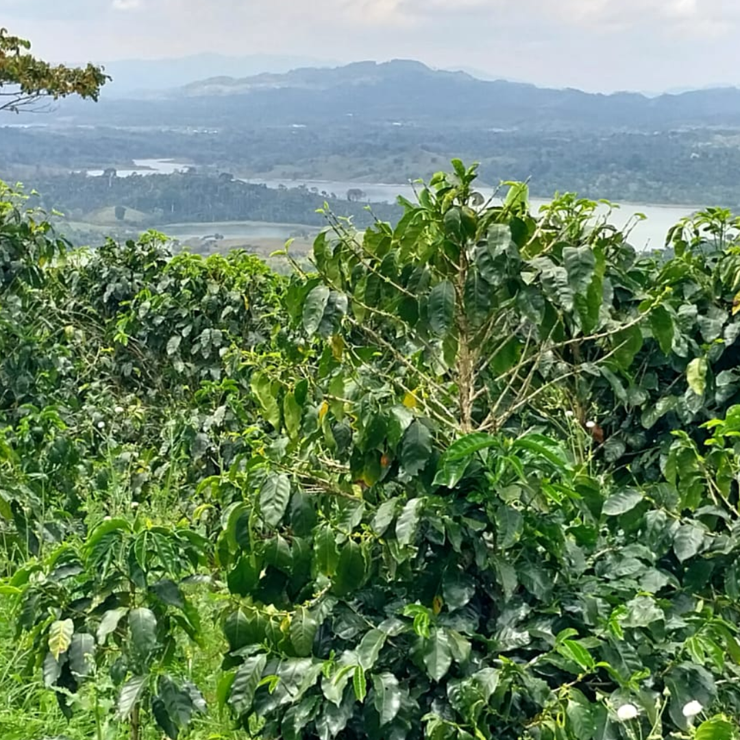 Single Origin - Nicaragua El Diablo - Natural