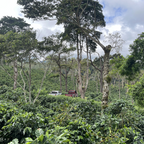 Single Origin - Nicaragua El Diablo - Natural