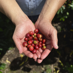 Single Origin - Nicaragua El Diablo - Natural