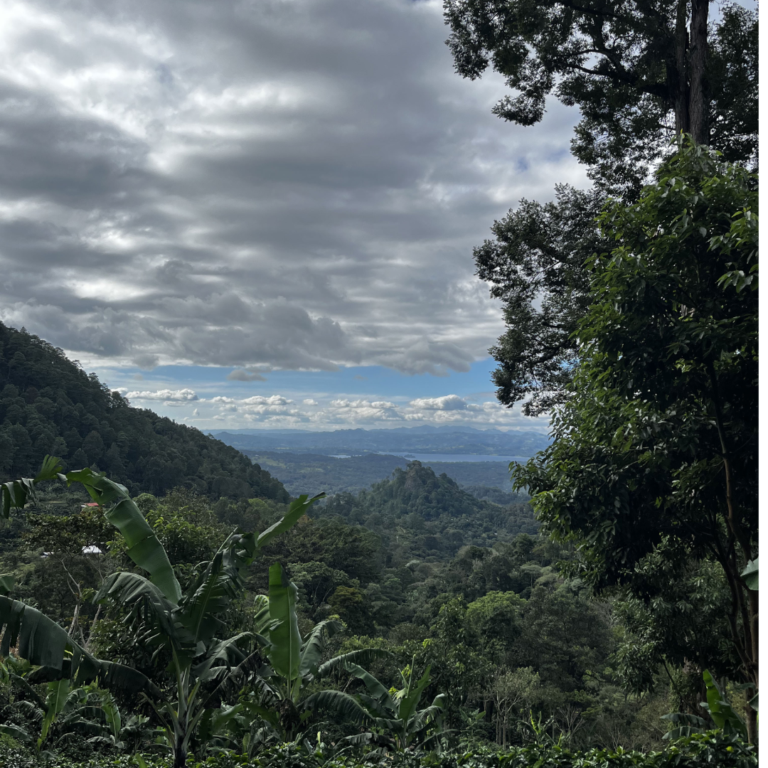 Single Origin - Nicaragua El Diablo - Natural