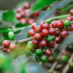 Acacia Blend