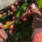 Decaf - Elated - Dreams