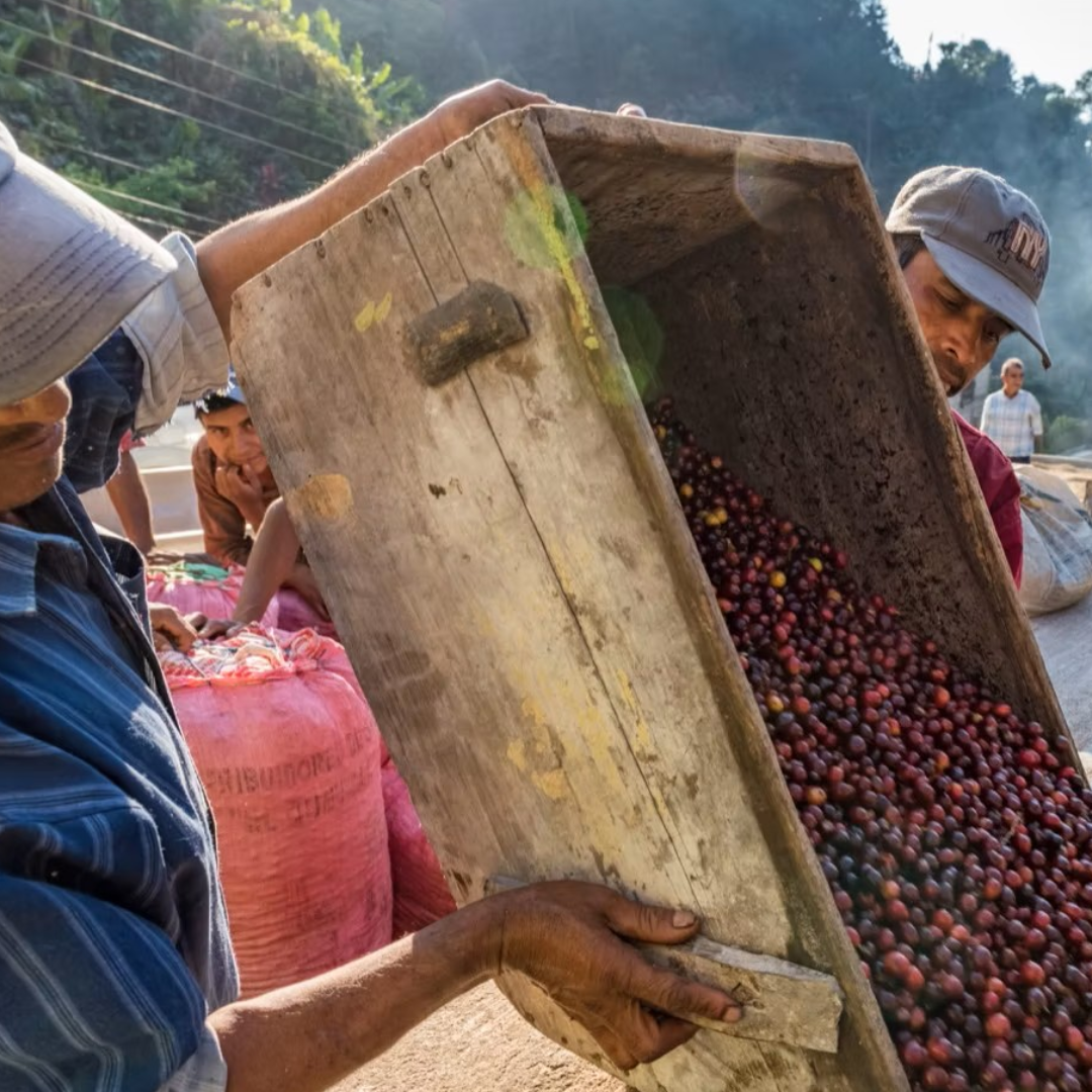 Decaf - Elated - Dreams