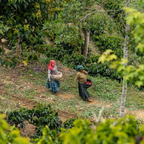 Decaf - Elated - Dreams